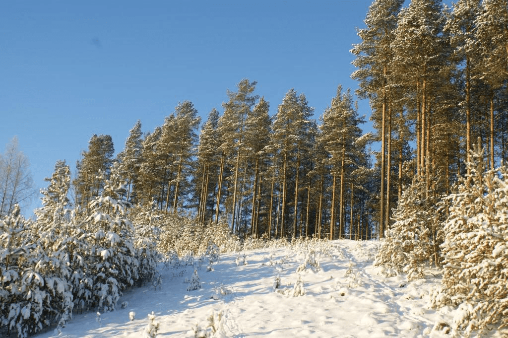 Kanisbacken – Älvsbyn ski resort