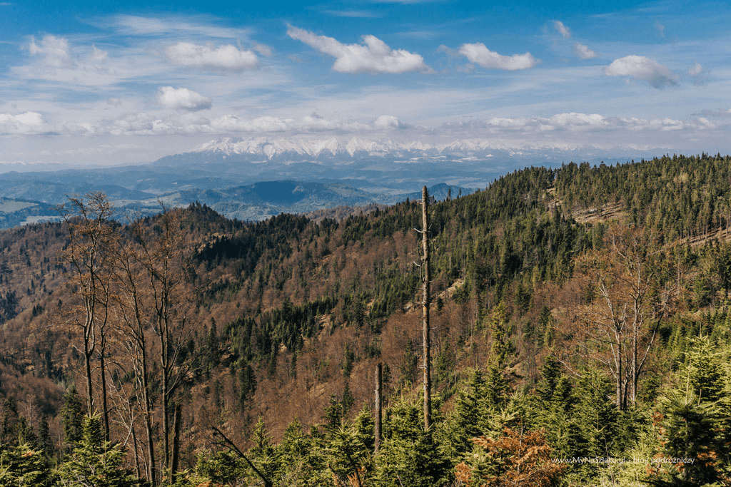 Sucha Dolina – Kosarzyska (Piwniczna-Zdrój) ski resort