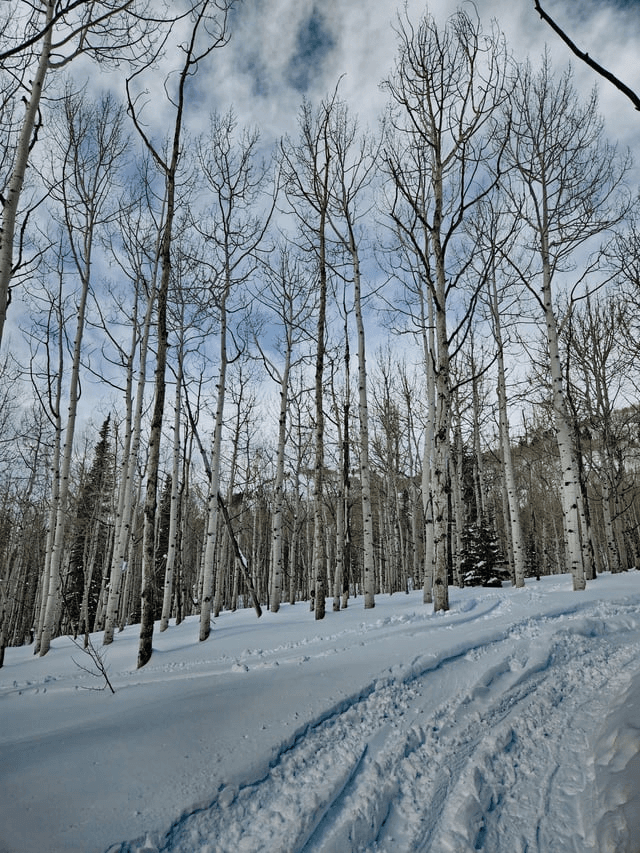 Willow ski resort